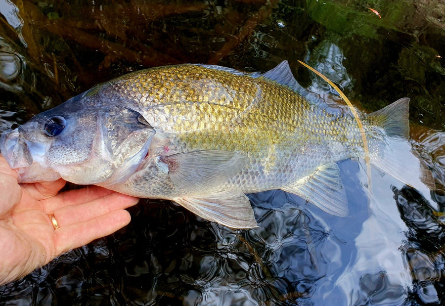 Bass