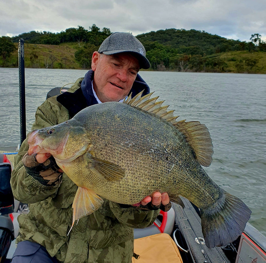 Golden perch