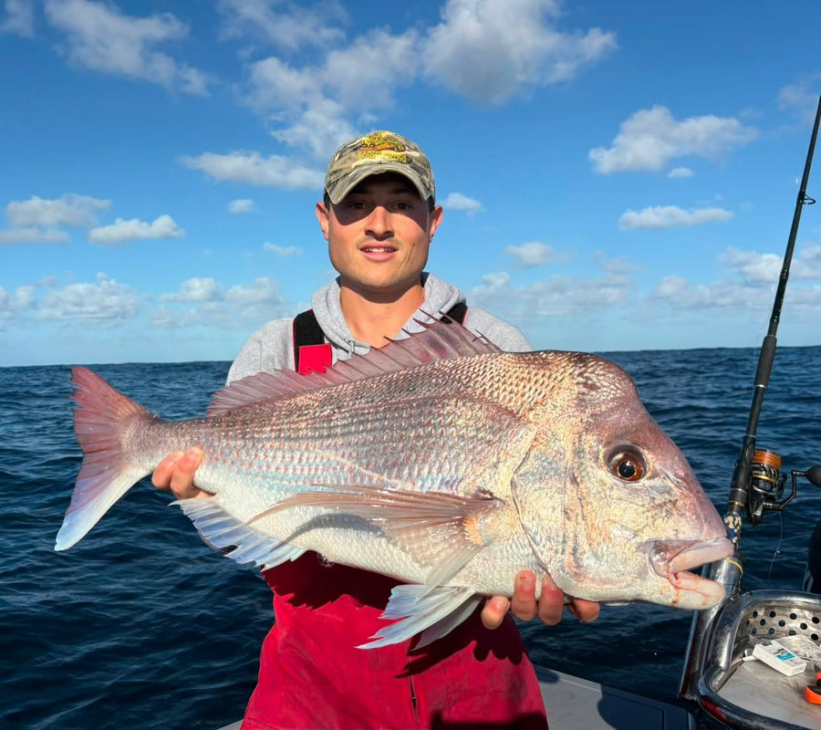 Snapper