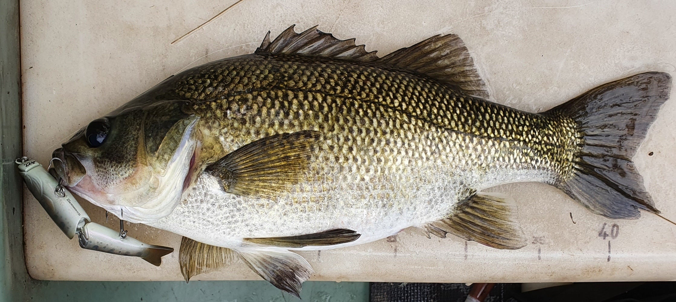 RIVERBASS SwimFreaK 661